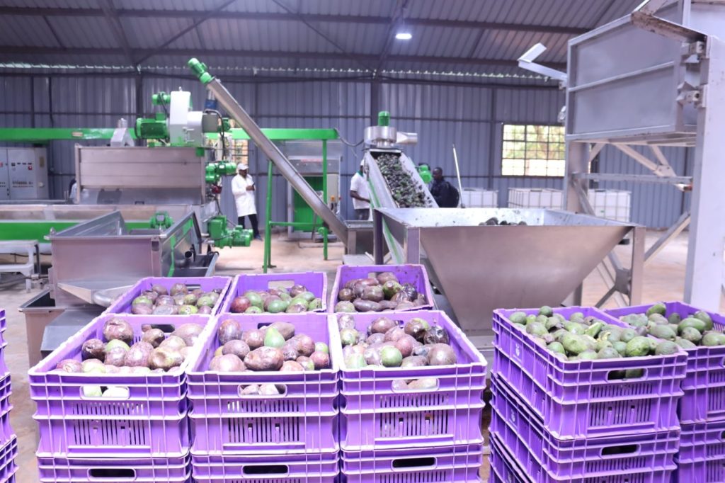 16 07 50 Kisii avocado processing plant 2 1024x682