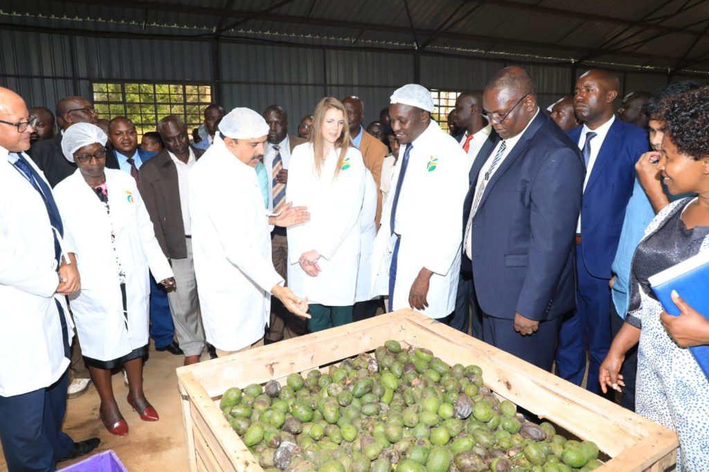 16 07 54 Kisii avocado processing plant 5 1024x682