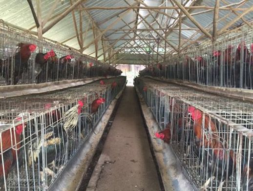 BERIKUT CARA BUDIDAYA AYAM BANGKOK DENGAN MUDAH